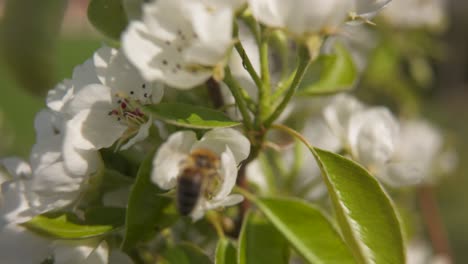 La-Abeja-Está-Volando-Cerca-De-La-Flor-De-Pera-En-Busca-De-Néctar-En-Flor-Blanca---Ligera-Cámara-Lenta