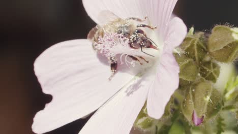 Die-Wilde-Honigbiene-Ist-Voller-Pollen-Und-Saugt-Nektar-Aus-Der-Blüte