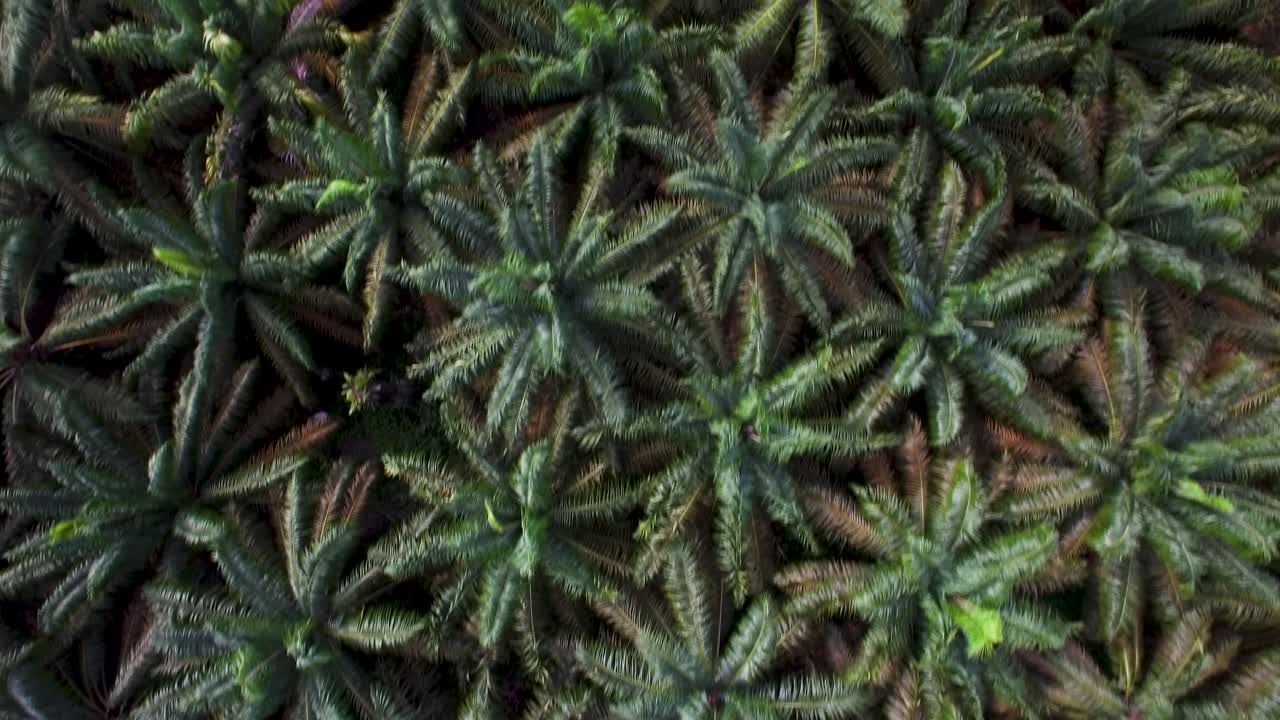 Aerial drone flight over a palm oil plantation looking straight down