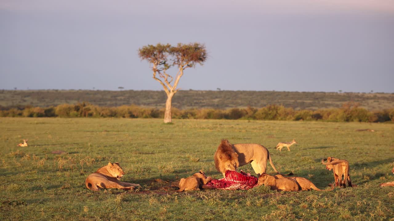 un grupo de leones comiendo una presa fresca en un safari en la reserva de masai mara en kenia, áfrica