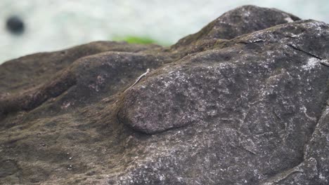 group of small fijian copper-headed skinks resting on the rocks in fiji