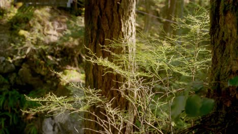 Baum-Umgeben-Von-Dichtem-Busch-Und-Grün