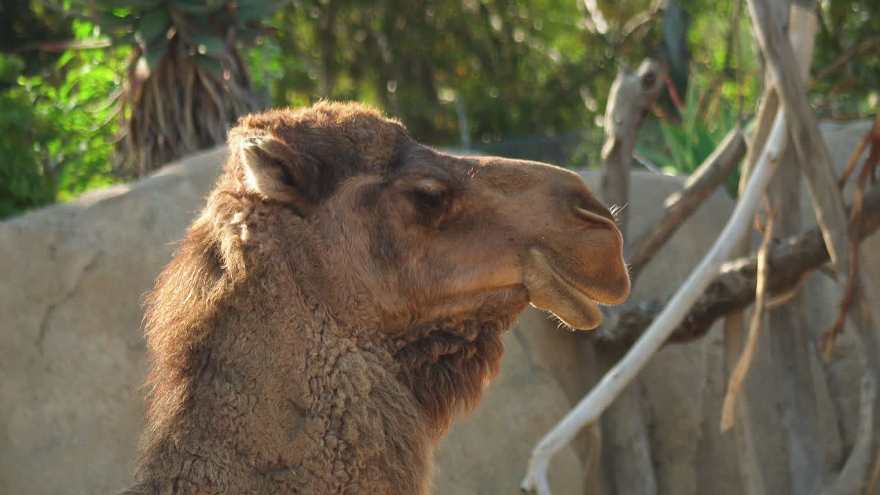primer plano de la cara lateral del camello con los ojos cerrados en el zoológico de san diego, california, estados unidos