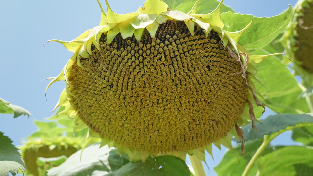 Sunflower Field on a sunny Summer Day in Europe, farming sun flower, close-up, flower, agriculture, seeds, 4k, black seeds, sunflower