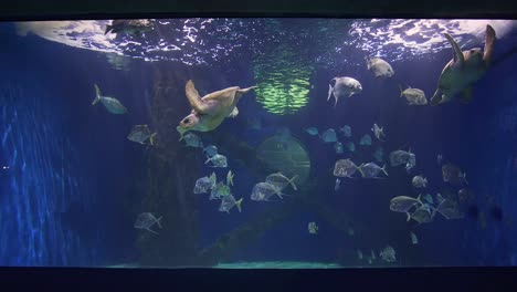 virginia beach aquarium's sea turtle exhibit