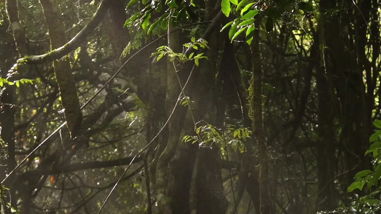 Inquadratura statica di raggi di sole che penetrano attraverso il denso fogliame della giungla e la nebbia in una foresta pluviale