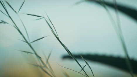 Macro-shot-of-grass-blowing-in-the-wind-rack-focus-to-aloe-vera-plant