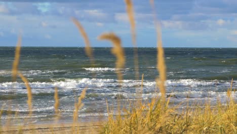 Idyllic-view-of-empty-Baltic-sea-coastline,-yellow-grass-in-foreground,-steep-seashore-dunes-damaged-by-waves,-white-sand-beach,-coastal-erosion,-climate-changes,-wide-shot