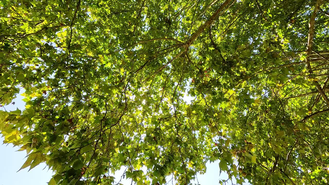 la luz del sol brilla a través de las hojas verdes de los árboles