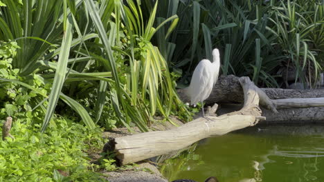 a white egret standing on a fallen log at the edge of a lake in a green and rich habitat