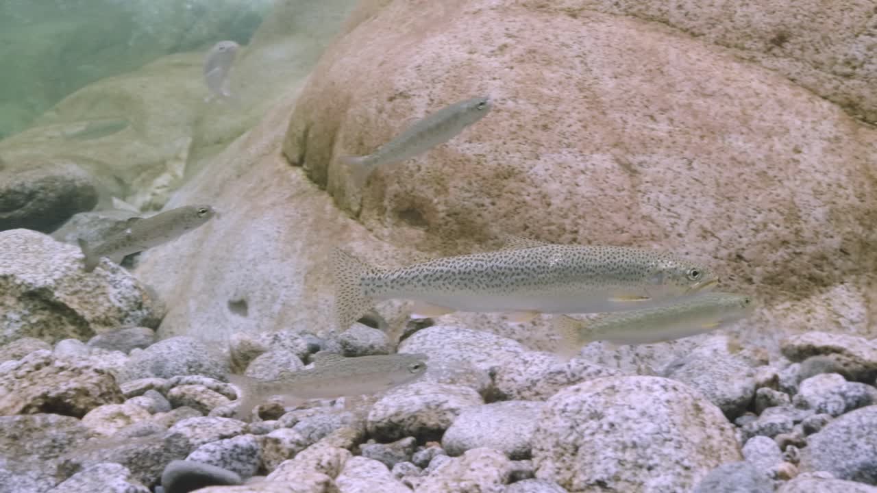 Truta-alpinista juvenil em uma área de maré no Oceano Pacífico