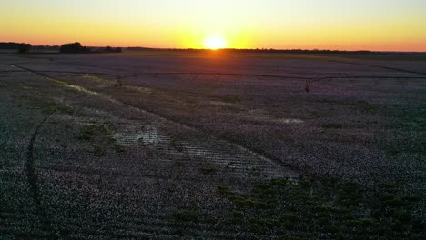 buena antena al atardecer del cultivo de algodón en un campo en la región del delta del río mississippi 2