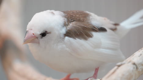 Closeup-Of-Society-Finch-Bird-With-White-And-Brown-Plumage-At-Osan-Bird-Park-In-Osan,-South-Korea