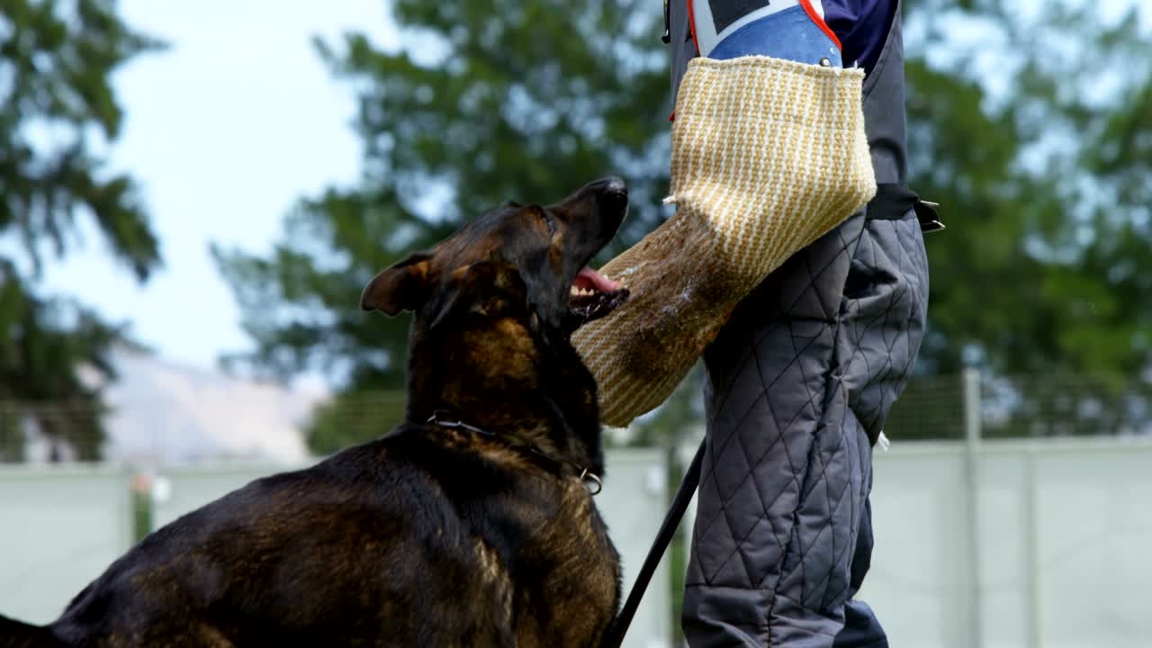 entrenador entrenando a un perro pastor en el campo 4k