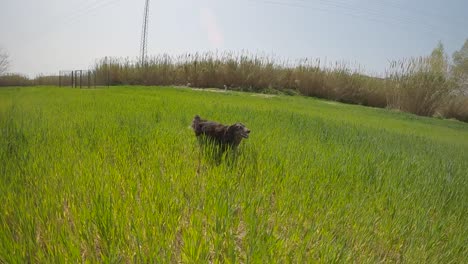 Border-Collie-Hund,-Der-In-Zeitlupe-Durch-Ein-Grünes-Grasfeld-Läuft