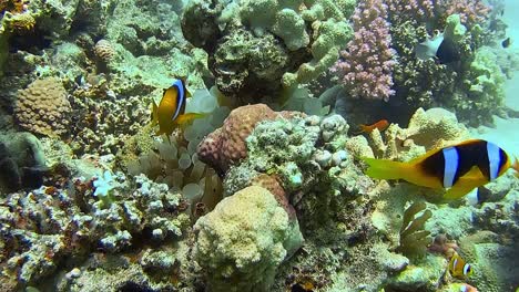 underwater shots while diving on a colourful reef with many fishes.