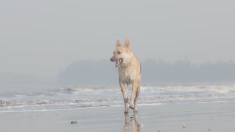 Lindo-Perro-Pastor-Alemán-Alsaciano-Corriendo-En-La-Playa-Hacia-La-Cámara-Lenta