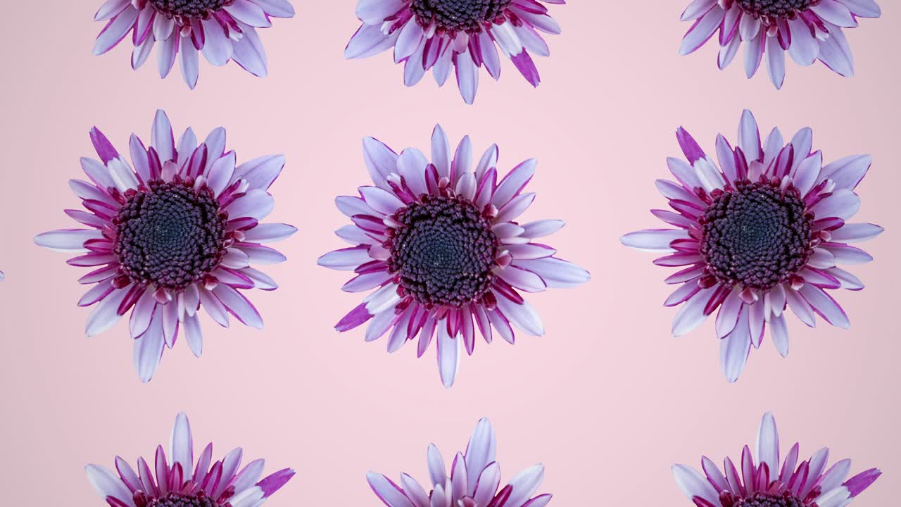 Pink chrysanthemum on a pink background animated pattern. Simple floral seamless loop concept animation