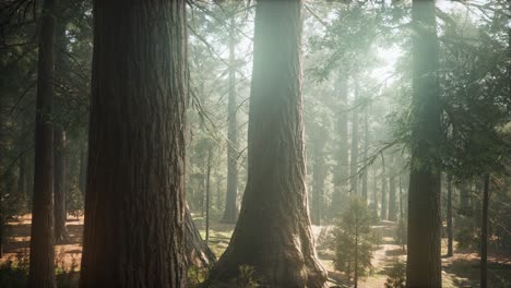 Sonnenaufgang-In-Den-Mammutbäumen,-General-Grant-Grove,-Sequoia-Nationalpark