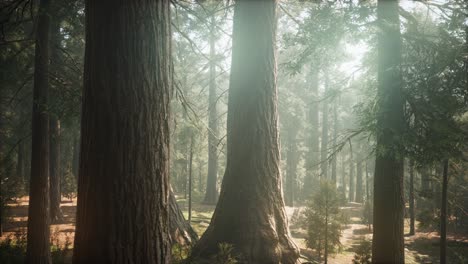 Sunrise in the Sequoias, General Grant Grove, Sequoia National Park
