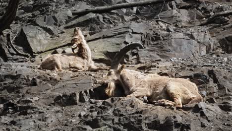 wild goats alpine inex resting in the middle of steep rocky terrain, ibex scratching his back with the horn