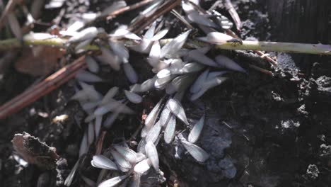 close up of a freshly hatched batch of flying termites on the forest ground