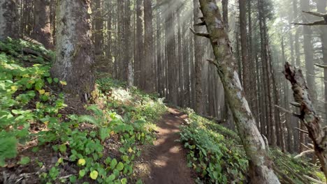 walking view of a trail in the oregon coast conifer forest