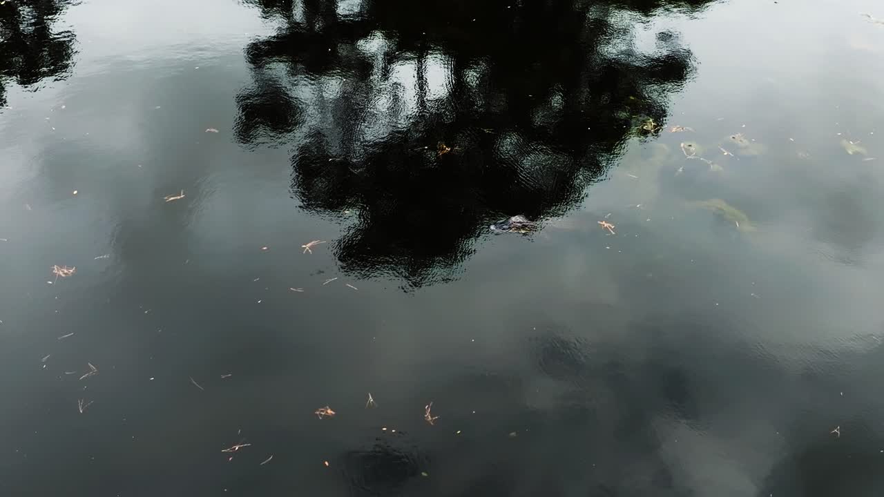 Drone shot of submerged alligator moving through reflective forest swamp
