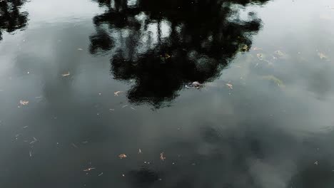drone shot of submerged alligator moving through reflective forest swamp