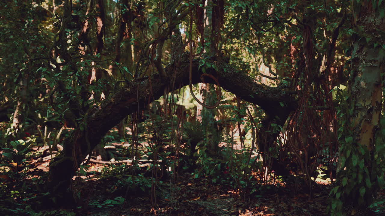 Lush green forest in nicaragua showcasing unique tree formations and nature