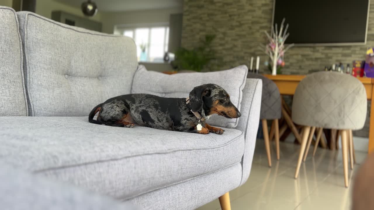 En miniatyr dachshund slapper av på en stilig grå sofa i en koselig stue med elegant innredning. Sollys filtrerer forsiktig gjennom vinduet og fremhever kjæledyrets rolige uttrykk.