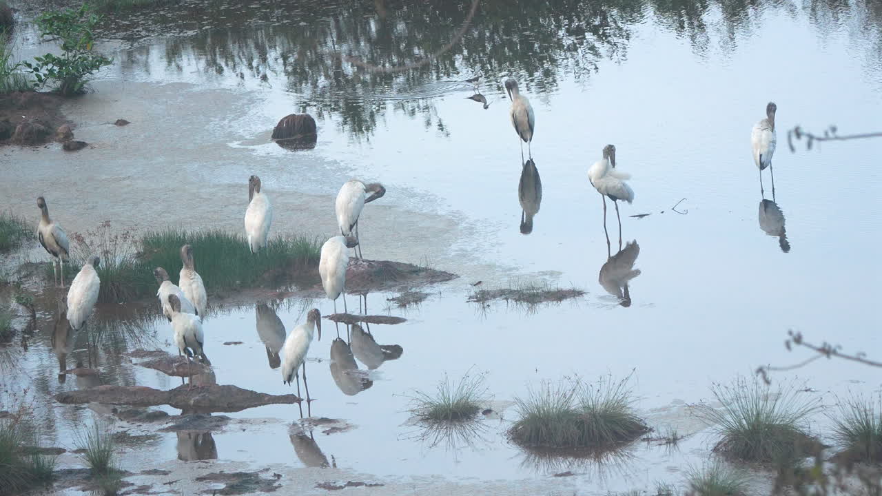 Group of Wood Storks (Mycteria americana) standing and preening in shallow water at Playa Blanca, Panama. Wildlife scene in natural wetland habitat