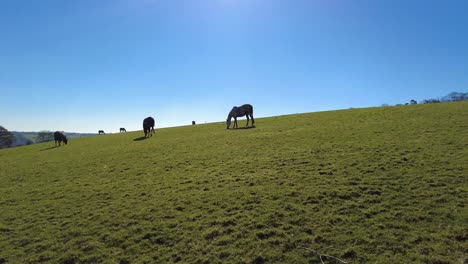 Toma-Panorámica-Derecha-De-Caballos-Pastando-En-Una-Colina-En-Knapps-Copse-En-Devon,-Inglaterra-Con-Un-Fondo-De-Cielo-Azul