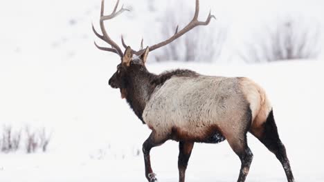 bull elk in the winter in montana