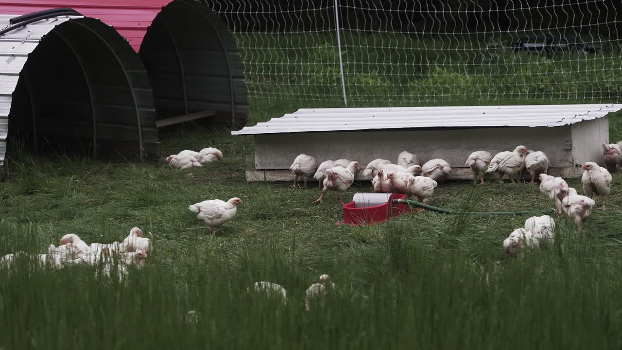 농장의 들판에서 풀을 뜯어먹는 방목 닭