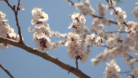 Varias-Abejas-Vuelan-Alrededor-De-Los-Cerezos-En-Flor-Durante-El-Día