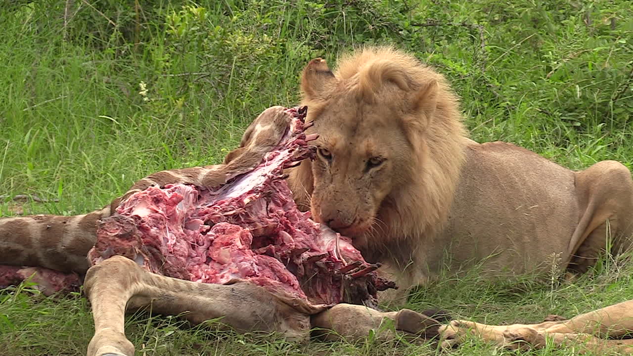 Imágenes gráficas de un león macho alimentándose de la carroña de una jirafa en la Reserva de Caza de Timbavati, Kruger, Sudáfrica