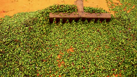 Primer-Plano-De-Un-Rastrillo-Esparciendo-Pimienta-Cosechada,-Proceso-De-Producción-De-Granos-De-Pimienta-En-El-área-Rural