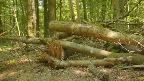 tree trunks piled up on forest ground on a sunny day