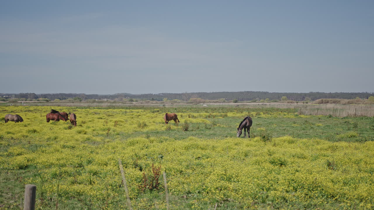 Horses on a pasture feeding on wild grass during spring very long shot