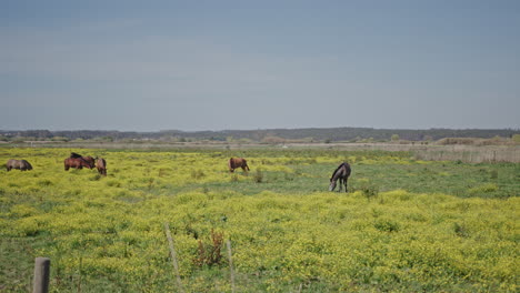 Horses-on-a-pasture-feeding-on-wild-grass-during-spring-very-long-shot