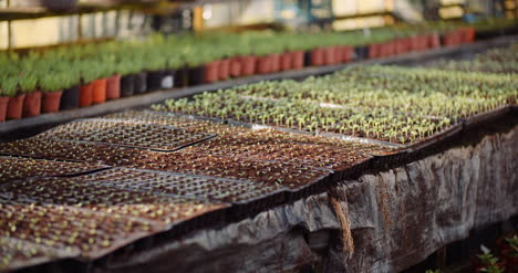 agriculture flower seedlings in greenhouse 25