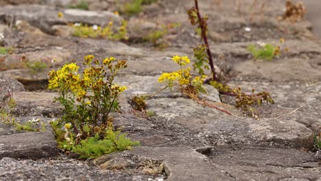 butterfly interacting with yellow flowers in dysart, fife