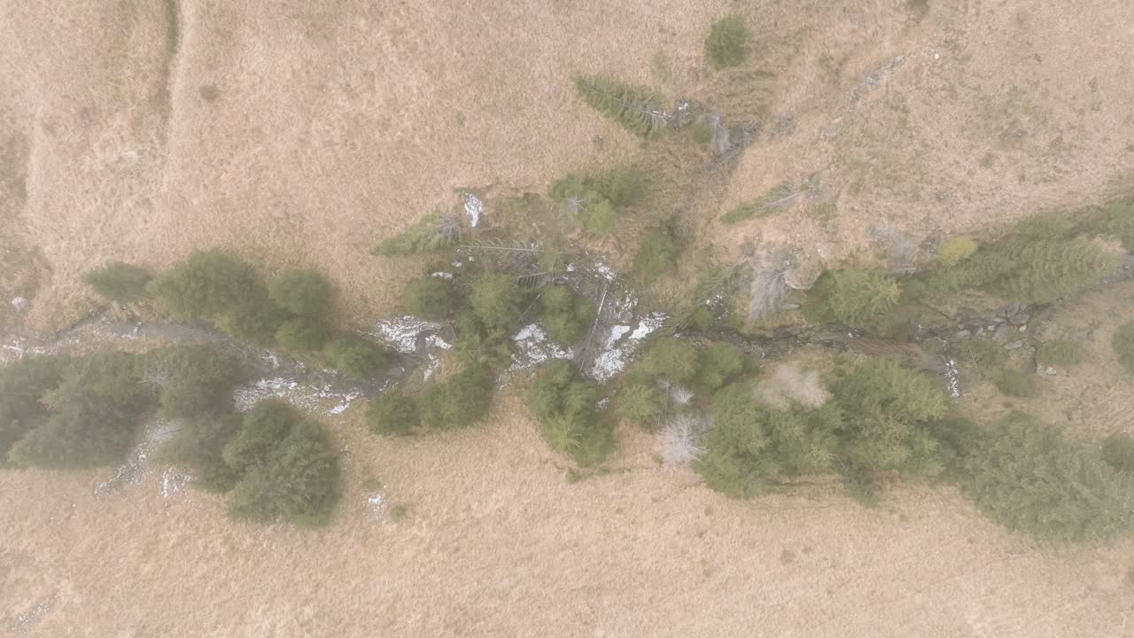 루마니아 부체기 산의 안개 낀 계곡 한가운데에 누워 있는 푸른 나무들