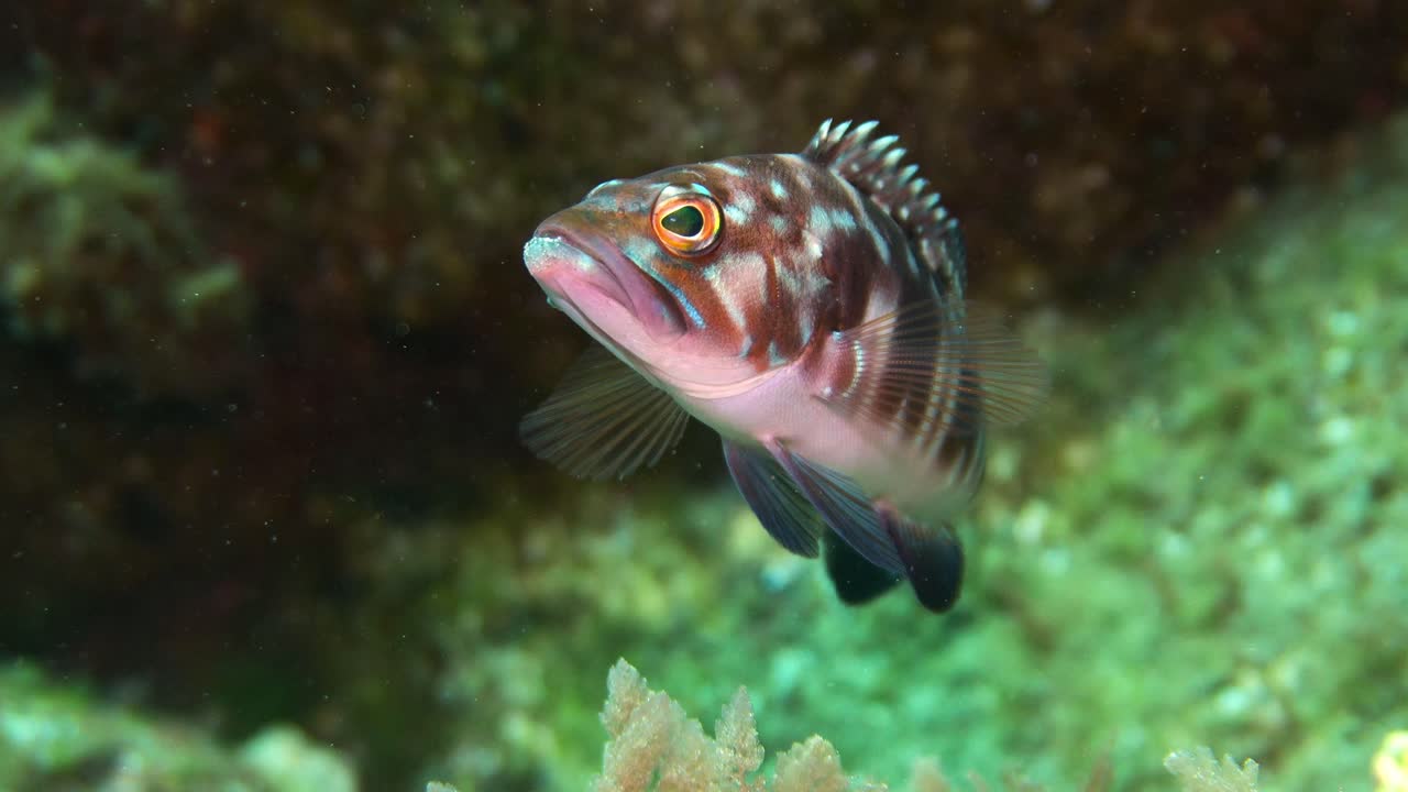 Inquadratura frontale di Serranus atricauda in una scogliera rocciosa nelle Isole Canarie