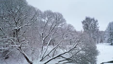 Sprawling-Tree-Covered-With-Snow-On-The-Coast-Of-River