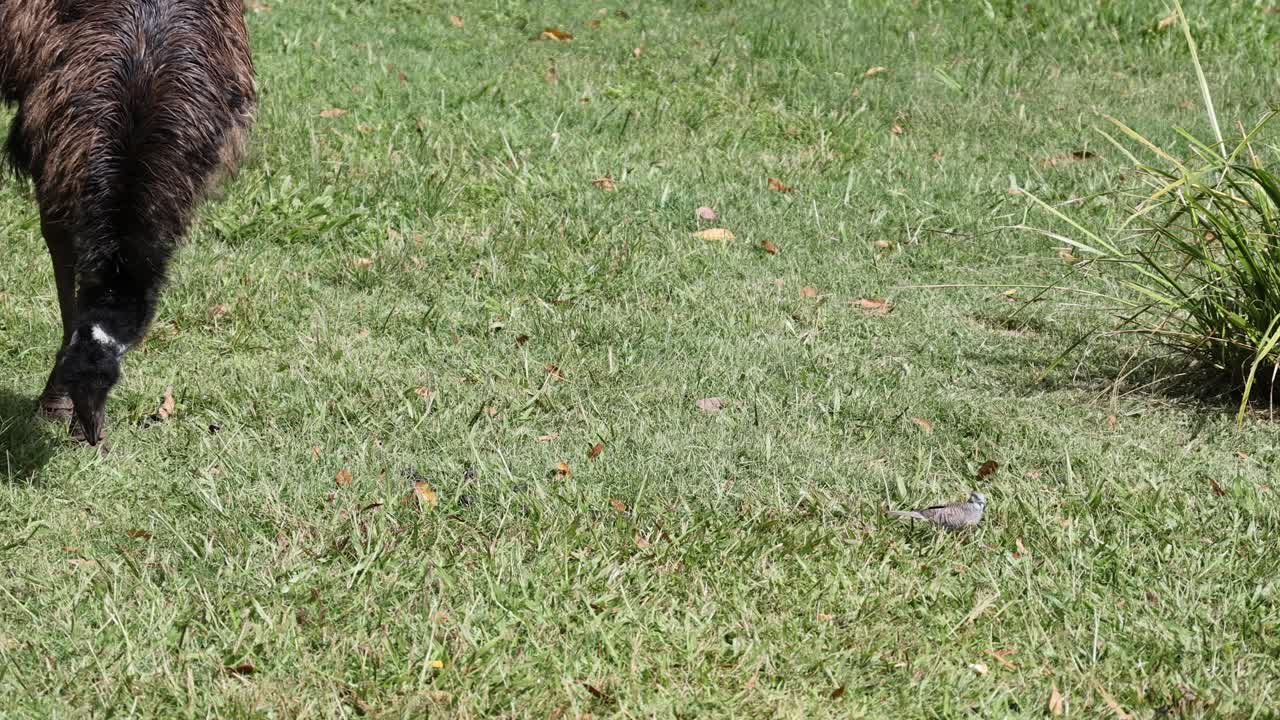 염소가 움직여서 이 나는 에서 먹이를 먹습니다.