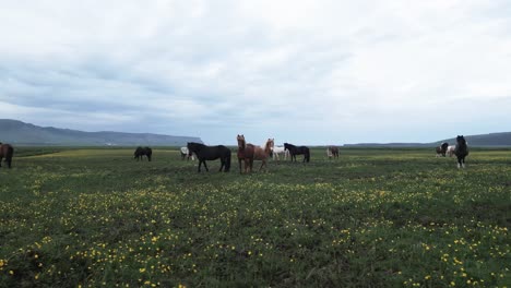 wild horses in iceland curious about drone running towards camera