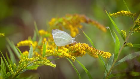 Pieris-Brassicae,-Der-Große-Weiße-Schmetterling,-Auch-Kohlfalter-Genannt.-Der-Große-Weißwurz-Kommt-In-Ganz-Europa,-Nordafrika-Und-Asien-Häufig-In-Landwirtschaftlichen-Gebieten,-Wiesen-Und-Parklandschaften-Vor.