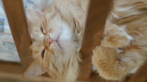 cute ginger cat lying in child bed. fluffy pet poked its head between rails of crib. cozy morning at home